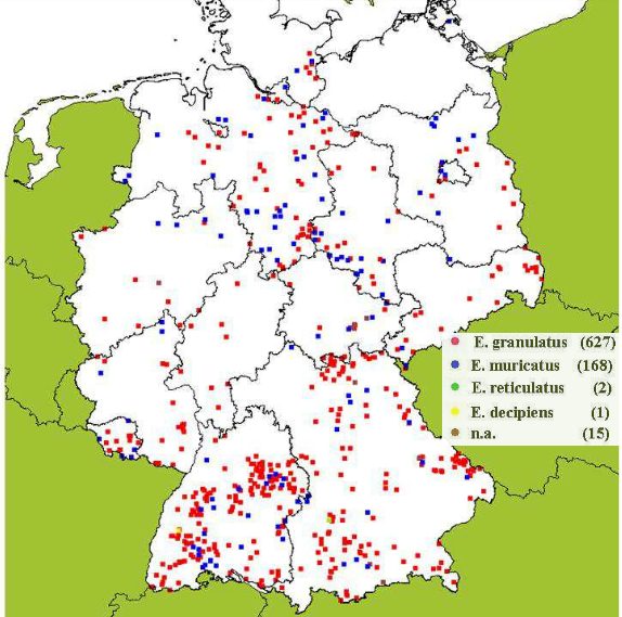 Vorkommen und Fundorte von Elaphomyces granulatus