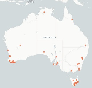 Elaphomyces Vorkommen in Australien, 299 Fundorte