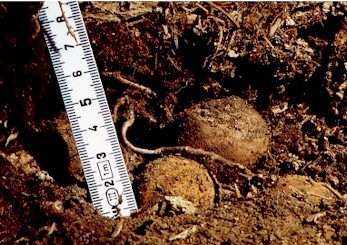 Hirschtrüffel wurden im Waldboden, in 8 cm Tiefe, gefunden