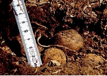 Deer Truffle found in the O horizon of forest soil 