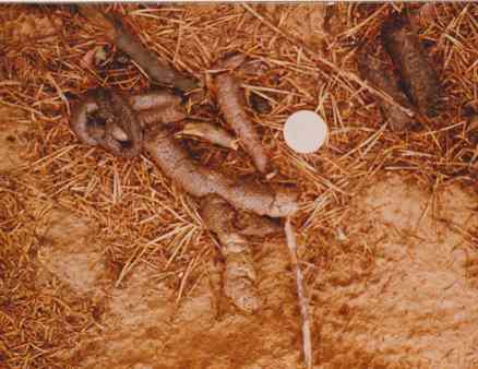 Typische Losung eines Waschbären - Waschbärkot besteht aus Würsten